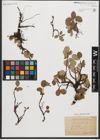 Foto von Salix reticulata L.